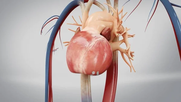 Sistema Cardiovascular Estructura Interna —  Fotos de Stock