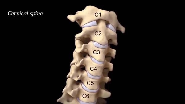Servikal omurga anatomisi. İnsan iskeleti. Tıbbi olarak doğru 3B illüstrasyon