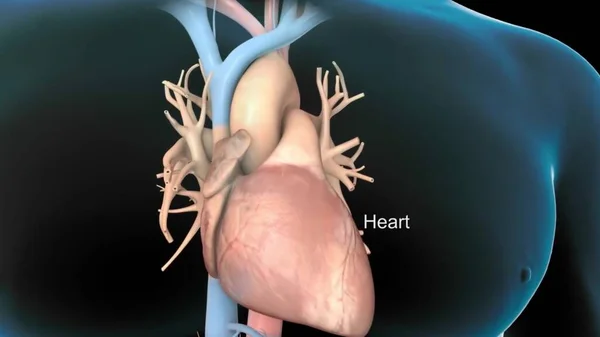Sistema Cardiovascular Latido Del Corazón —  Fotos de Stock