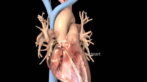 Medyczne Serce Ilustracja — Zdjęcie stockowe