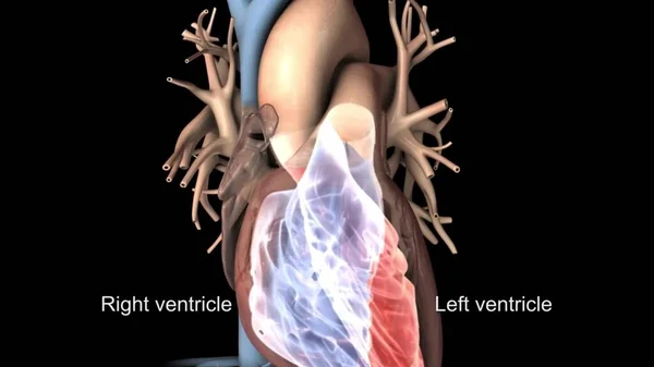 Ilustración Médica Del Corazón —  Fotos de Stock