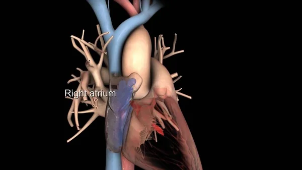 Медицинская Иллюстрация Сердца — стоковое фото