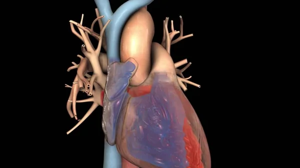 3d medical heart illustration