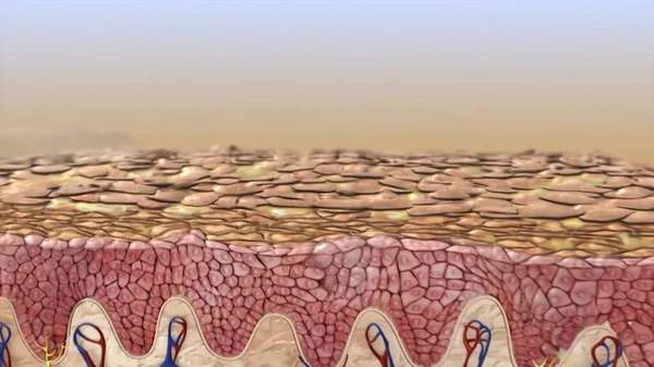 Deri anatomisi. Damar arteri, saç kılı, ter bezi, deri altı derisi ve deri altı derisi olan insan derisi örnekleri. Cilt katmanlarının insan kesitleri