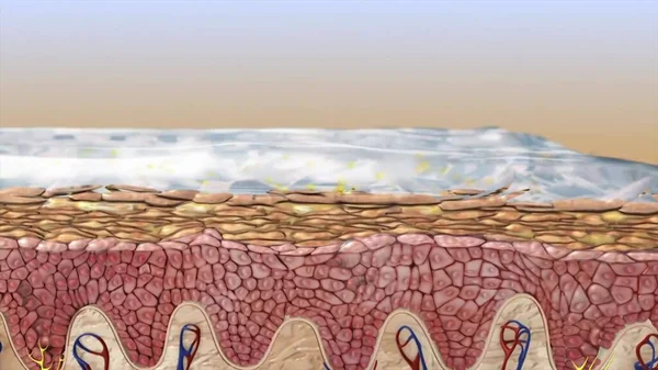 해부학 사람의 머리카락은 Epdermis Dermis Hypodermis 흘린다 — 스톡 사진