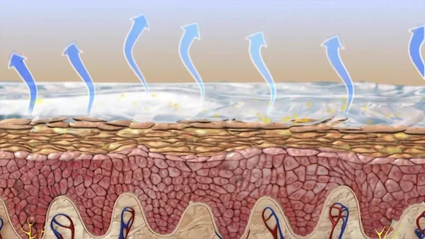 해부학 사람의 머리카락은 Epdermis Dermis Hypodermis 흘린다 — 스톡 사진