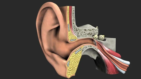 Anatomia Ucha Ludzkiego — Zdjęcie stockowe