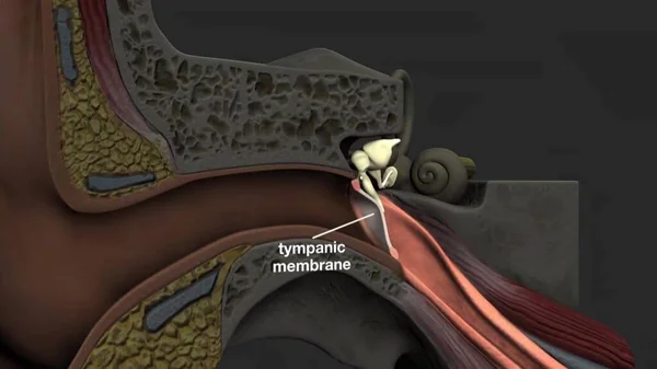 Anatomia Dell Orecchio Umano — Foto Stock