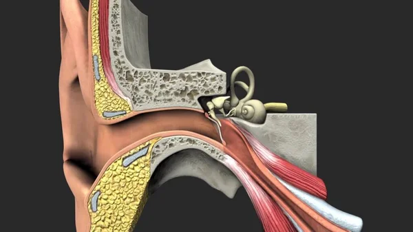 人类耳朵的解剖 — 图库照片