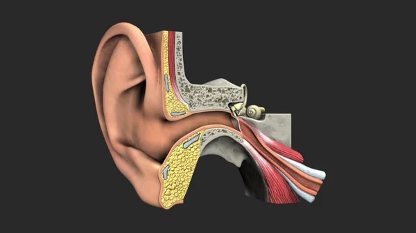 Anatomia Dell Orecchio Umano — Foto Stock