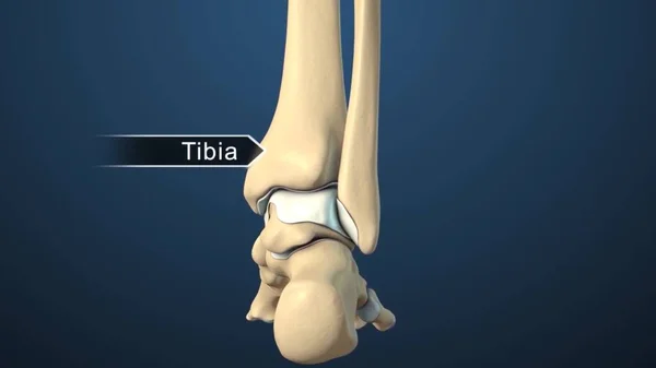 Ossos Isolado Articulação Tornozelo Ilustração Médica — Fotografia de Stock
