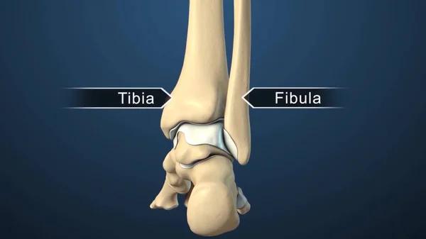 Huesos Pie Tobillo Aislados Ilustración Médica Conjunta —  Fotos de Stock