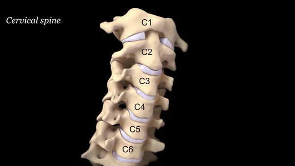 Visão Anatomicamente Correta Coluna Cervical Disco Intervertebral — Fotografia de Stock