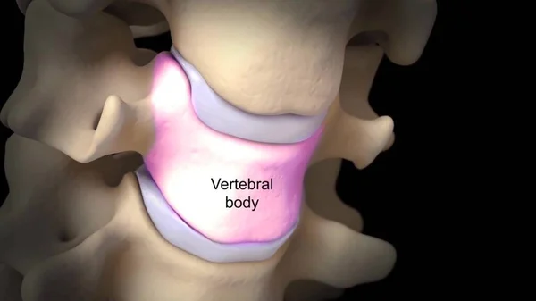 Anatomisch Correcte Weergave Van Intervertebrale Schijf Cervicale Wervelkolom Vebrale Lichaam — Stockfoto