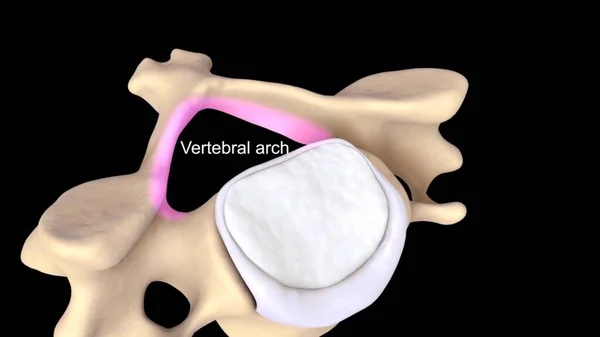 Anatomik Olarak Doğru Omurgalar Arası Omurga Omurgasının Görüntüsü — Stok fotoğraf