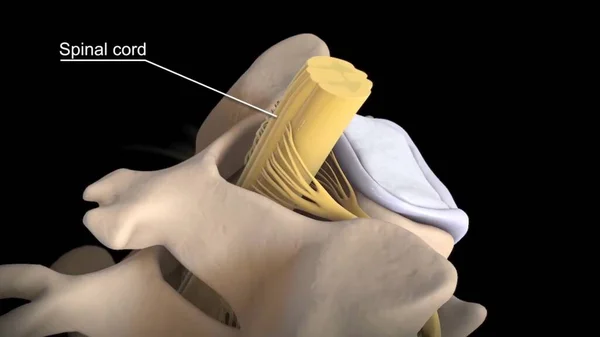 Anatomik olarak doğru omurgalar arası omurganın 3D görüntüsü - omurilik