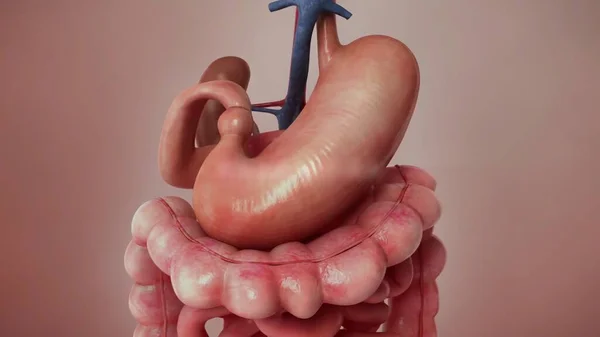 Ilustración Anatomía Interna Del Estómago Humano — Foto de Stock