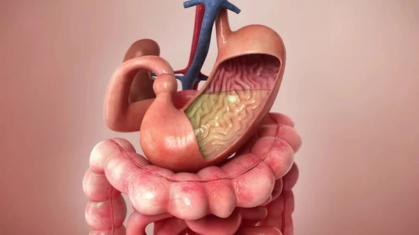 Nsan Mide Anatomisinin Llüstrasyonu — Stok fotoğraf