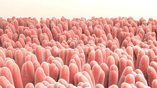 Intestinal Microbiome Illustration Showing Anatomy Human Digestive System Enteric Bacteria — Stock Photo, Image