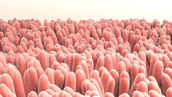 Bağırsak mikrobiyomu, insan sindirim sisteminin anatomisini gösteren 3 boyutlu çizim ve enterik bakteri Escherichia coli, E. coli, jejunum, ileum ve bağırsağın diğer kısımlarında kolonileşme. İç organları normal bitki örtüsü