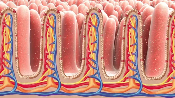 腸内微生物叢 ヒト消化器系および腸内細菌大腸菌の解剖学的構造を示す3Dイラスト大腸菌 大腸菌 ジュヌムのコロニー形成 イリュウム 腸の他の部分 でも普通の植物は — ストック写真