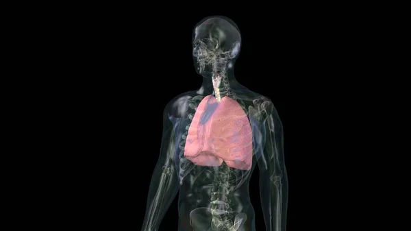 Pulmones Humanos Parte Anatomía Modelo Cuerpo Humano Con Sistema Órganos —  Fotos de Stock