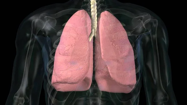 一个人的肺器官系统人体解剖学模型的一部分 — 图库照片