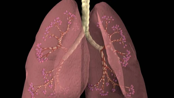 Polmoni Umani Parte Anatomia Modello Del Corpo Umano Con Sistema — Foto Stock