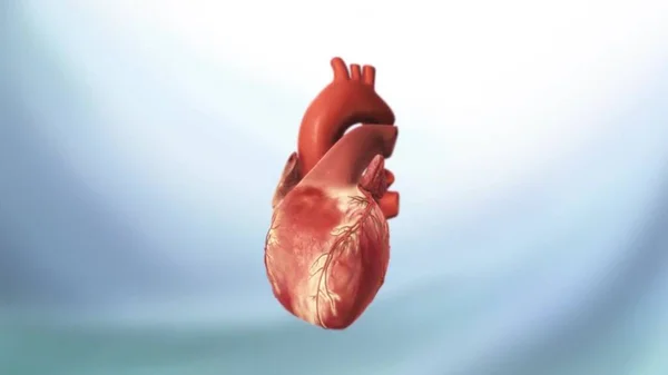 Renderizado Ilustración Médicamente Precisa Corazón — Foto de Stock