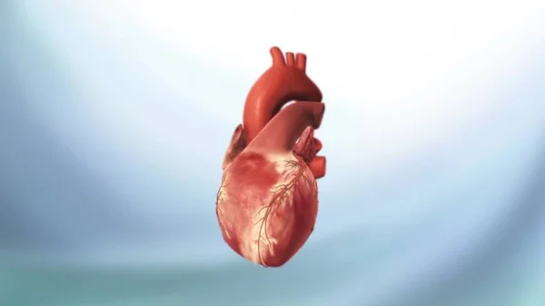 우회하는 심장을 의학적으로 정확하게 묘사하였다 — 스톡 사진