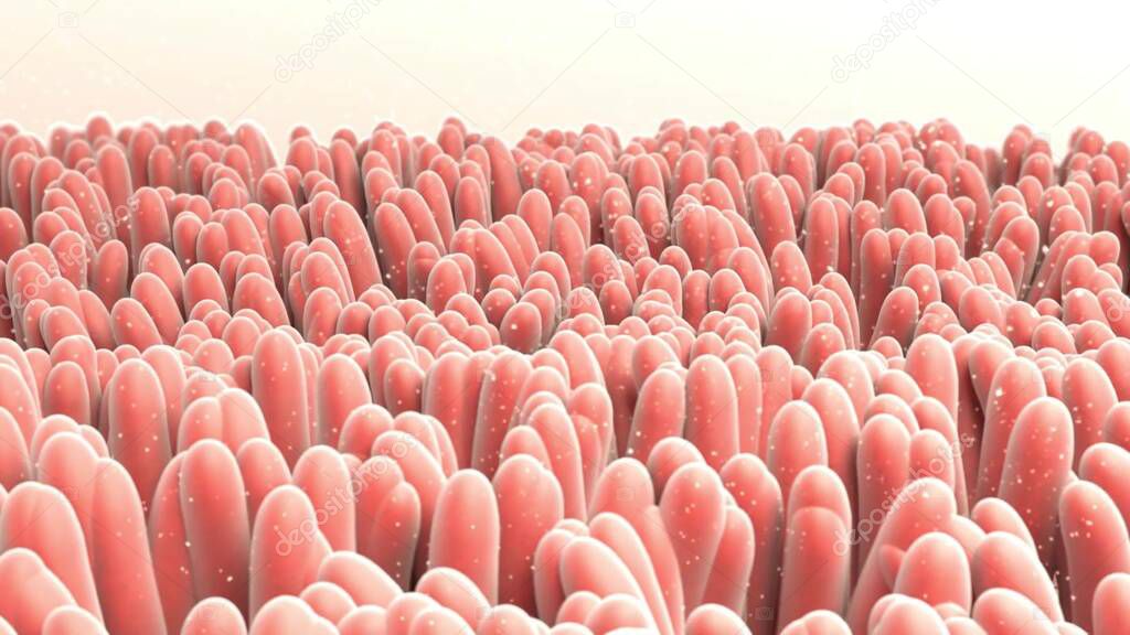 Intestinal microbiome, 3D illustration showing anatomy of human digestive system and enteric bacteria Escherichia coli, E. coli, colonizing jejunum, ileum, other parts of intestine. Gut normal flora
