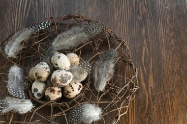 Yuvada bıldırcın yumurtası 
