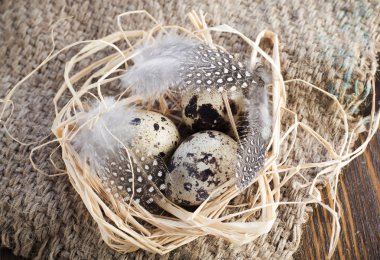 bıldırcın yumurtası