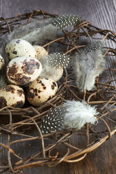 Quail eggs in nest — Stock Photo, Image