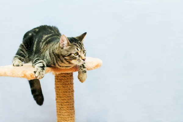 Cirmos macska ül egy macska torony — Stock Fotó