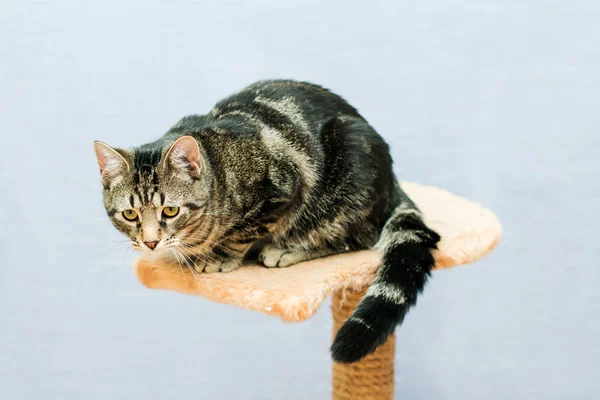 Pręgowany kot siedzi na wieży kot — Zdjęcie stockowe