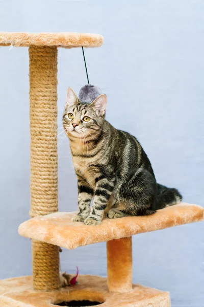 Tabby cat sits on a cat tower — Stock Photo, Image