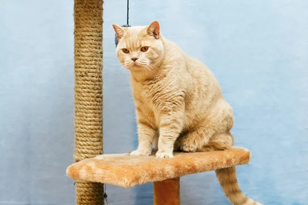 Beige british cat sits on a cat tower — Stock Photo, Image