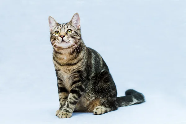 Tabby cat — Stock Photo, Image