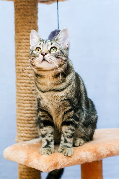 Tabby cat sits on a cat tower — Stock Photo, Image