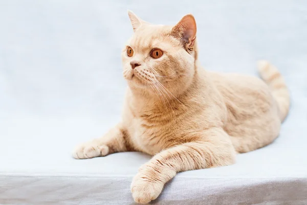 Beżowy Kot brytyjski — Zdjęcie stockowe