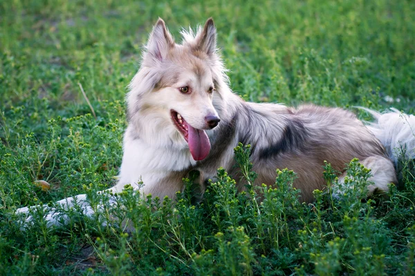 Parkta yetişkin köpek — Stok fotoğraf