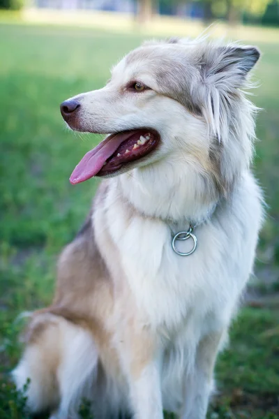 Cão adulto no parque — Fotografia de Stock