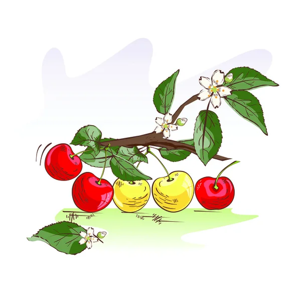 Sweet cherry — Stockový vektor