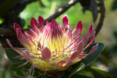 Tropikal çiçek Kral Protea 