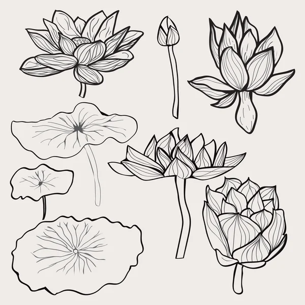 Belles fleurs et feuilles de lotus monochromes dessinées à la main . — Image vectorielle