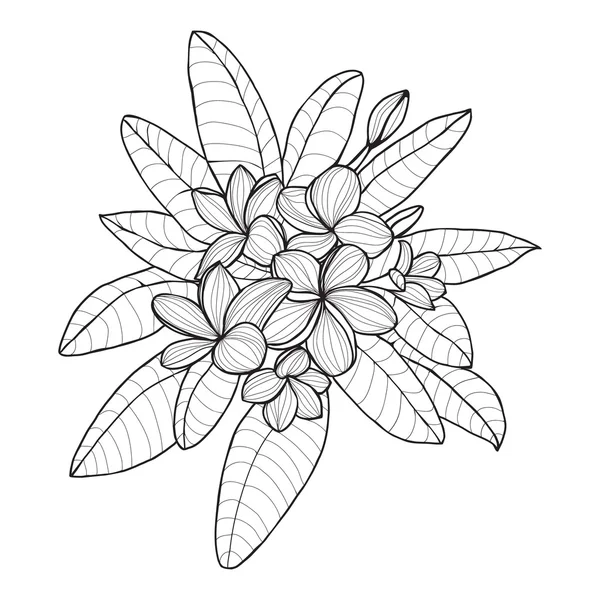 Аромат с цветком Плюмерии или Франжипани на белом фоне . — стоковый вектор