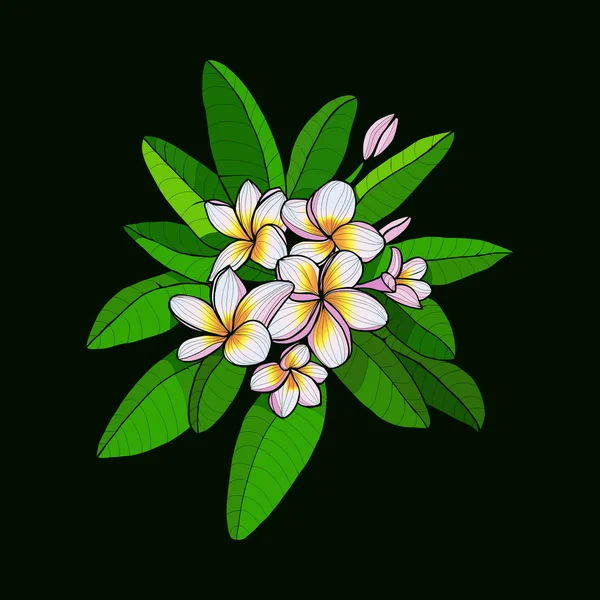 ฮาวาย ดอกไม้ฟรังจิปานีและใบไม้ พลูเมอเรียสีขาวบนสีเทาเข้ม — ภาพเวกเตอร์สต็อก