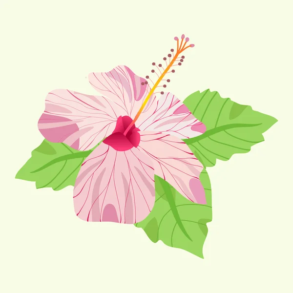 Тропический цветок гибискуса розовый цветок и листья символа Гавайи — стоковый вектор