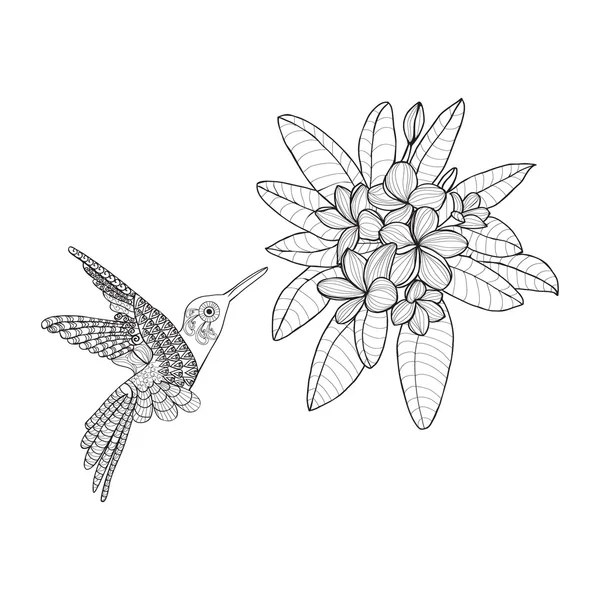 Colibrí y ramo de flores con Plumeria o Frangipani — Vector de stock